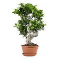 Produktbild: Bloomique - Ficus Ginseng - S - Form - Bonsai - Zimmerpflanze - Luftreinigend - Pflegeleicht - Höhe 60-80 cm - Topf 24 cm