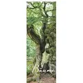 Produktbild: Bäume 2026 - Streifenkalender XXL 25x69 cm - Bildkalender im Hochformat - Wandplaner - Wandkalender - Bäumekalender