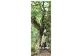 Produktbild: NEUMANN Wandkalender Bäume 2026 - Streifenkalender XXL 25x69 cm - Bildkalender im...