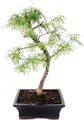 Produktbild: Outdoor-Bonsai Pseudolarix amabilis - Goldlärche oder Scheinlärche 20cm