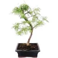 Produktbild: Exotenherz Outdoor-Bonsai Pseudolarix Amabilis Goldlärche Oder Scheinlärche 20cm