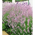 Produktbild: BALDUR Garten 3x Duft-Lavendel 'Rosa' echter Lavendel, Pflanzen im 9x9 cm-Topf, Lavandula angustifolia, Duftlavendel, winterharte Staude, trockenre...