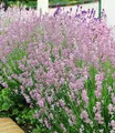 Produktbild: BALDUR Garten Zierstrauch Duft-Lavendel 'Rosa', 3 St., Duftlavendelhecken, winterhart, mehrjährig, duftend