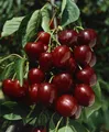 Produktbild: Prunus avium 'Große Schwarze Knorpel', Süßkirsche, 150–200 cm