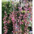 Produktbild: Hochstamm Zierapfel Royal Beauty 100-125cm - Malus Hybride