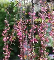 Produktbild: Hochstamm Zierapfel Royal Beauty 100-125cm - Malus Hybride