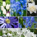 Produktbild: Plant in a Box - Bulb Garden Blue - 125x Zwiebeln Mischung - Narcissus, Scilla, Allium, Anemone, Hyazinthe und Tulpe - Blumenzwiebeln für Garten, Terasse oder Balkon