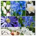 Produktbild: 125 Blumenzwiebelmischung Allium Narcissus Muscari Tulipa 10cm Blumenzwiebeln