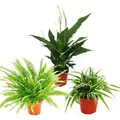 Produktbild: Exotenherz Zimmerpflanzen Trio Luftreiniger Set mit Luftreinigenden Pflanzen Nephrolepis Spathiphyllum Chlorophytum
