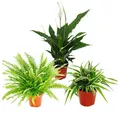 Produktbild: Exotenherz Zimmerpflanze Pflanzen-Trio Luftreiniger Nephrolepis-Spathiphyllum-Chlorophytum