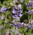 Produktbild: Breitblättriger Lavendel - Lavandula latifolia - lebende Gartenpflanze aus den Baumschulen