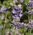 Produktbild: Breitblättriger Lavendel - Lavandula latifolia