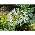 Produktbild: Agapanthus Africanus Schmucklilie Ca. 9x9 cm Topf