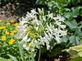 Produktbild: Agapanthus africanus 'Albus' ca. 9x9 cm Topf - Afrikanische Schmucklilie, weiße Blüten, Blütezeit Juli-August, ideal für Kübel, pflegeleicht und winterhart