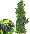 Produktbild: BALDUR Garten Säulen-Brombeeren Navaho® 'Big&Early' dornenlos, 1 Pflanze, Rubus fruticosa Säulenobst Beerenobst Brombeerpflanze, winterhart, platzsparende Säulen für kleine Gärten, Balkone & Terrassen