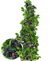 Produktbild: Säulen-Brombeeren Navaho® 'Big&Early', 1 Pflanze, Rubus fruticosa
