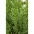 Produktbild: Juniperus Chinensis Stricta Chinesischer Wacholder 30–40 cm