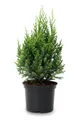 Produktbild: Juniperus chinensis 'Stricta' 30-40 cm – Winterhart, Immergrün, Pflegeleicht – Chinesischer Wacholder – Heckenpflanze für Garten & Sichtschutz