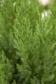 Produktbild: Pflanzen für Dich Konifere Juniperus chinensis Stricta, 1 St., Chinesischer Wacholder, blaugrün, säulenförmig