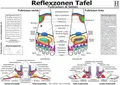 Produktbild: Fussreflexzonen Tafel - Fussrücken & Seiten - A3 (laminiert)