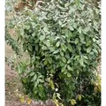 Produktbild: Wintergrüne Ölweide 60-80cm - Elaeagnus ebbingei