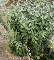 Produktbild: Wintergrüne Ölweide 60-80cm - Elaeagnus ebbingei
