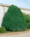Produktbild: Prunus lusitanica 'Myrtifolia', Portugiesischer Lorbeer, 30–40 cm