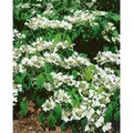Produktbild: Viburnum Plicatum St. Keverne Japanischer Schneeball 80–100 cm