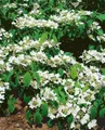 Produktbild: Pflanzen für Dich Gehölze Viburnum plicatum St. Keverne, 1 St., Japanischer Schneeball