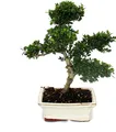 Produktbild: Bonsai Ilex crenata – Japanische Stechpalme, ca. 6 Jahre alt