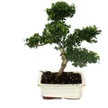 Produktbild: Exotenherz Bonsai Ilex Crenata Japanische Stechpalme ca. 6 Jahre