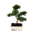 Produktbild: Exotenherz Zimmerpflanze Bonsai Ilex crenata ca. 6 Jahre