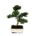 Produktbild: Exotenherz - Bonsai Ilex crenata - Japanische Stechpalme ca. 6 Jahre