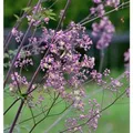 Produktbild: Prächtige Wiesenraute Elin - Thalictrum rochebrunianum