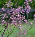 Produktbild: Prächtige Wiesenraute Elin - Thalictrum rochebrunianum