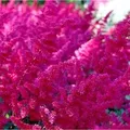 Produktbild: Prachtspiere Fanal - Astilbe arendsii