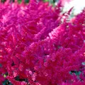 Produktbild: Prachtspiere Fanal - Astilbe arendsii