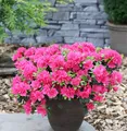 Produktbild: Japanische Azalee Canzonetta 20-25cm - Rhododendron obtusum - Zwerg Alpenrose