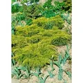 Produktbild: Juniperus Chinensis Goldfern Wacholder Goldgrün 20–25 cm