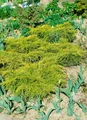 Produktbild: Juniperus chinensis 'Goldfern' 20-25 cm – Winterhart, Immergrün, Pflegeleicht – Chinesischer Wacholder – Ziergehölz für Kübel & Beet
