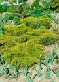 Produktbild: Pflanzen für Dich Konifere Juniperus chinensis Goldfern, 1 St., Chinesischer Wacholder, Goldwacholder, goldgelb, kompaktwachsend