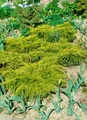 Produktbild: Juniperus chinensis 'Goldfern', Wacholder, goldgrün, 20–25 cm