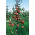 Produktbild: Malus Roter Boskoop Apfelbaum CAC 150-200cm