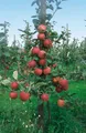 Produktbild: Pflanzen für Dich Obstpflanze Malus 'Roter Boskoop', 1 St., Roter Boskoop, Boskoop-Apfel, Apfelbaum, säuerlich, lagerfähig