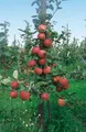 Produktbild: Malus 'Roter Boskoop', Apfelbaum, 150–200 cm