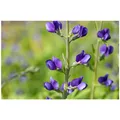 Produktbild: Baptisia australis, Indigolupine, blau, ca. 9x9 cm Topf