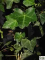 Produktbild: Hedera helix Hibernica - Grossblättriger Irischer Efeu 60-100