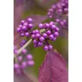 Produktbild: Callicarpa Bodinieri Profusion Schönfrucht Violette Beeren 40–60 cm