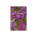 Produktbild: Callicarpa bodinieri 'Profusion', Schönfrucht, violette Beeren, 40–60 cm