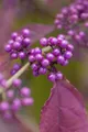 Produktbild: Callicarpa bodinieri 'Profusion', Schönfrucht, violette Beeren, 40–60 cm